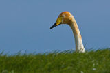 Whooper Swan
